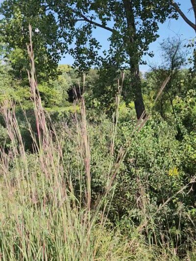 Barber Creek Wildlife Management Area - Grand Mound, IA