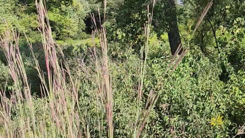 Barber Creek Wildlife Management Area - Grand Mound, IA
