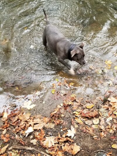 Ruff Life, LLC. - Grand Ronde, OR