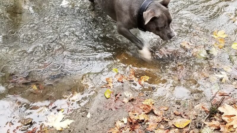 Ruff Life, LLC. - Grand Ronde, OR