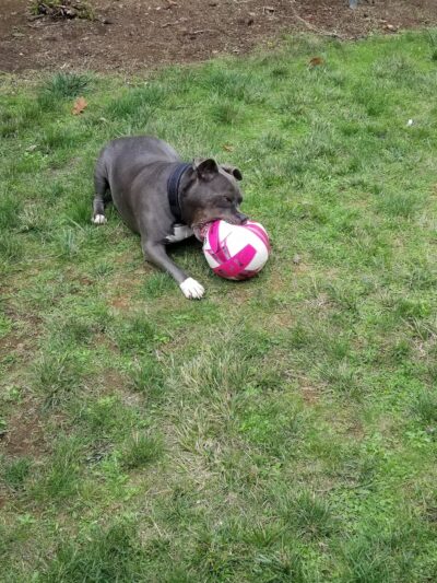 Ruff Life, LLC. - Grand Ronde, OR