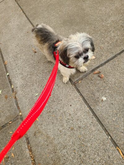 Ruff Life, LLC. - Grand Ronde, OR