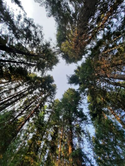 Fish Creek Campground - Grangeville, ID