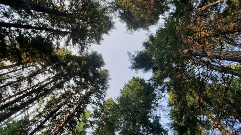 Fish Creek Campground - Grangeville, ID