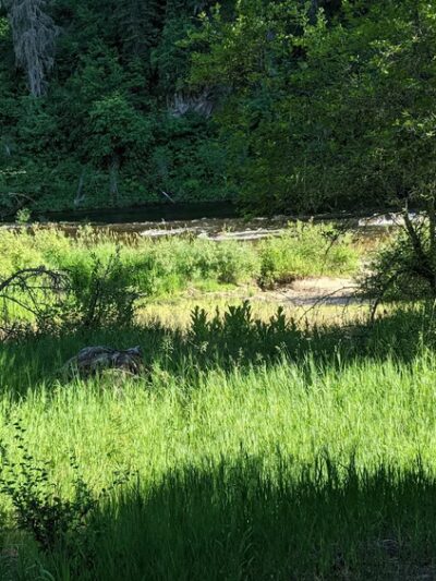 South Fork Campground - Grangeville, ID