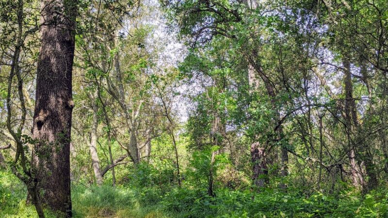 Miner's Ravine Nature Reserve - Granite Bay, CA