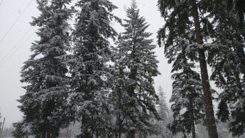 Granite Falls Dog Park - Granite Falls, WA