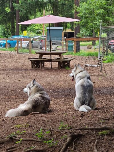 Granite Falls Dog Park - Granite Falls, WA