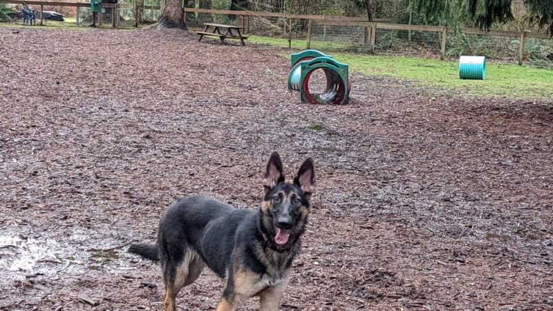 Granite Falls Dog Park - Granite Falls, WA