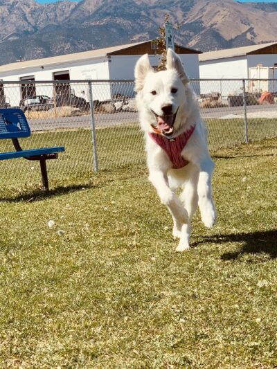 Lincoln Park Community Canine Area - Grantsville, UT