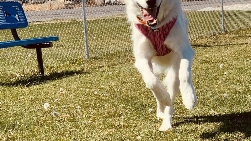 Lincoln Park Community Canine Area - Grantsville, UT