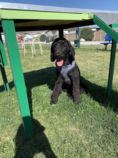 Lincoln Park Community Canine Area - Grantsville, UT