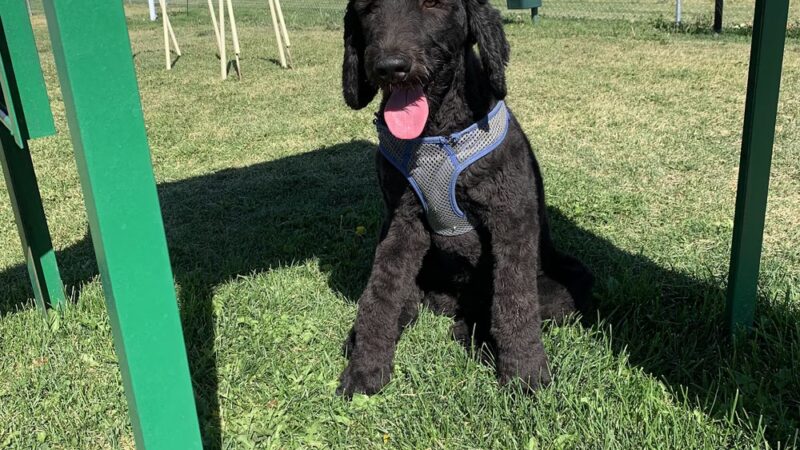Lincoln Park Community Canine Area - Grantsville, UT