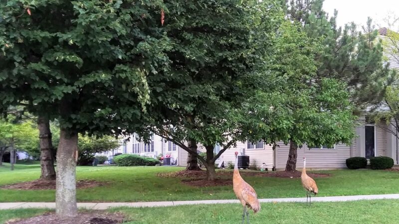 Cherry Creek Park - Grayslake, IL