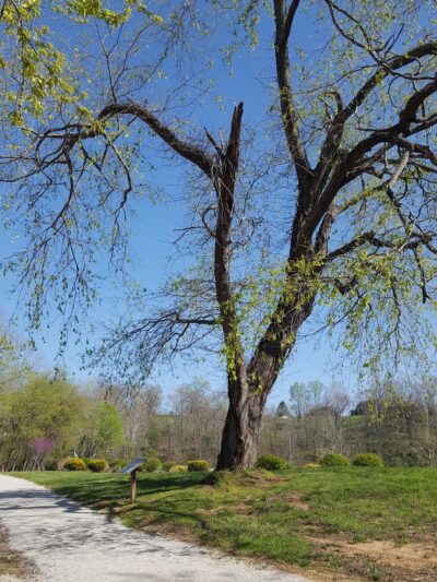Grayson Walking Trail - Grayson, KY
