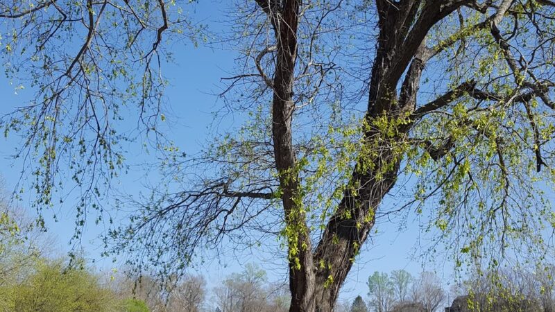 Grayson Walking Trail - Grayson, KY