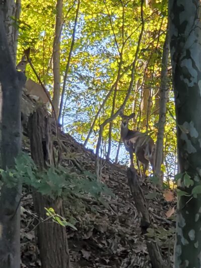Grayson Walking Trail - Grayson, KY