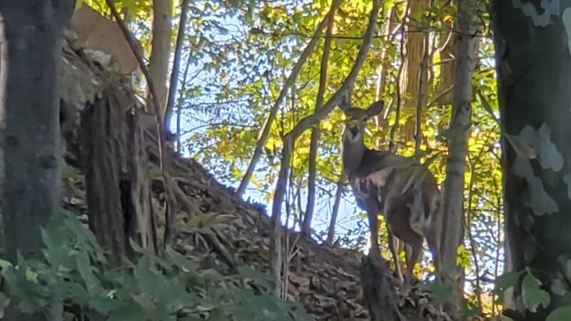 Grayson Walking Trail - Grayson, KY