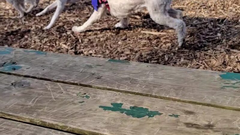 Black Jack Park - GREAT NCK PLZ, NY