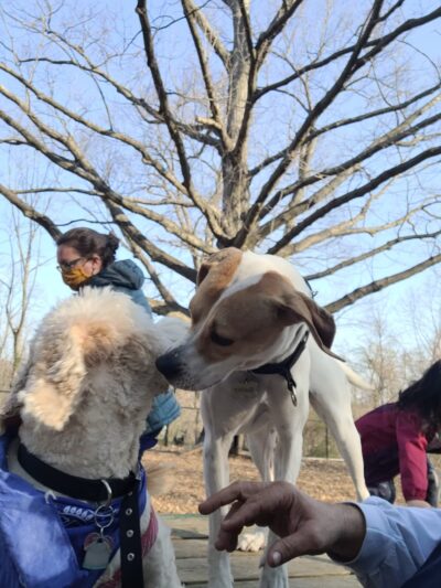 Black Jack Park - GREAT NCK PLZ, NY