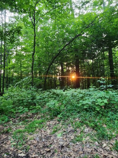 McCarty Hill State Forest Parking Area - Great Valley, NY