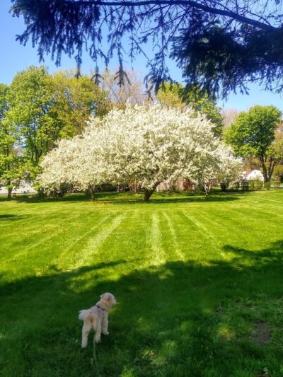 Columbus Park - Greece, NY
