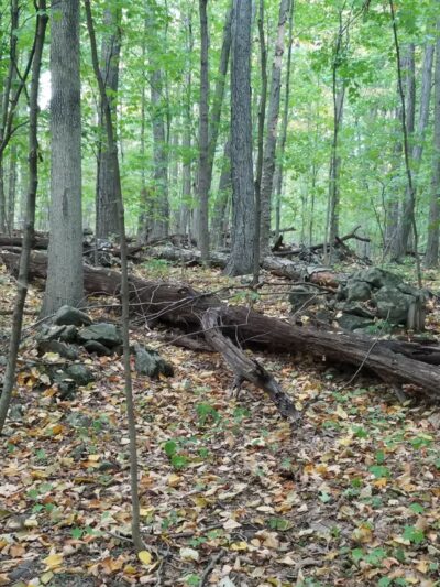 Manderfield Preserve - Green Lane, PA