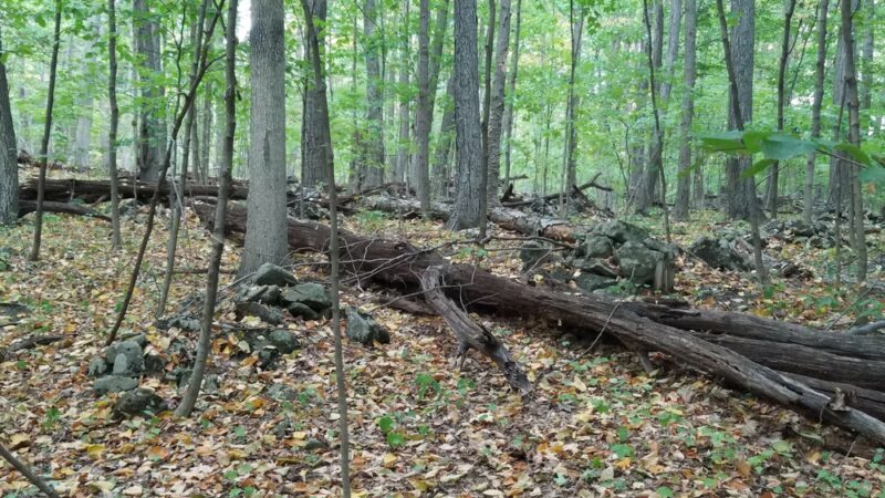 Manderfield Preserve - Green Lane, PA