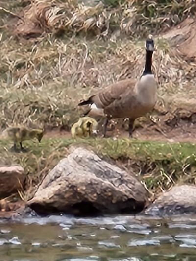 Green Mountain Falls Pond - Green Mountain Falls, CO