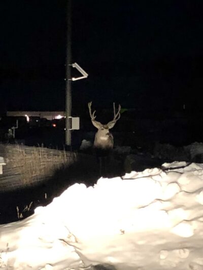 Rocky Top Motel & Campground - Green Mountain Falls, CO