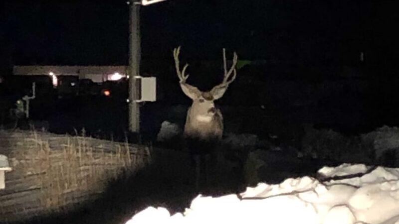 Rocky Top Motel & Campground - Green Mountain Falls, CO