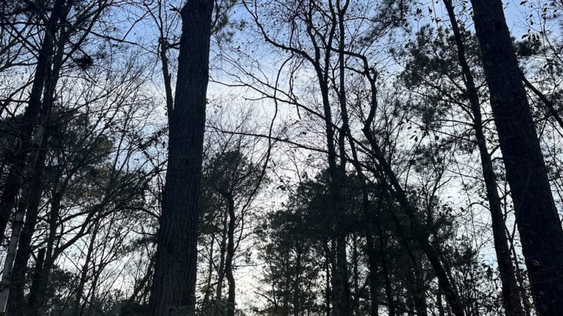 ACE Basin Greenway - Green Pond, SC