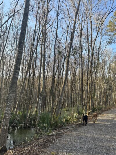 ACE Basin Greenway - Green Pond, SC