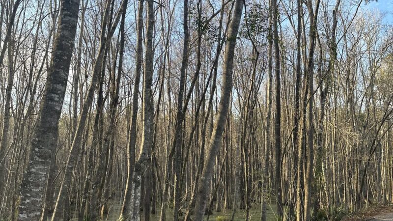 ACE Basin Greenway - Green Pond, SC