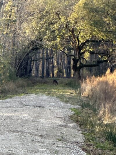 ACE Basin Greenway - Green Pond, SC