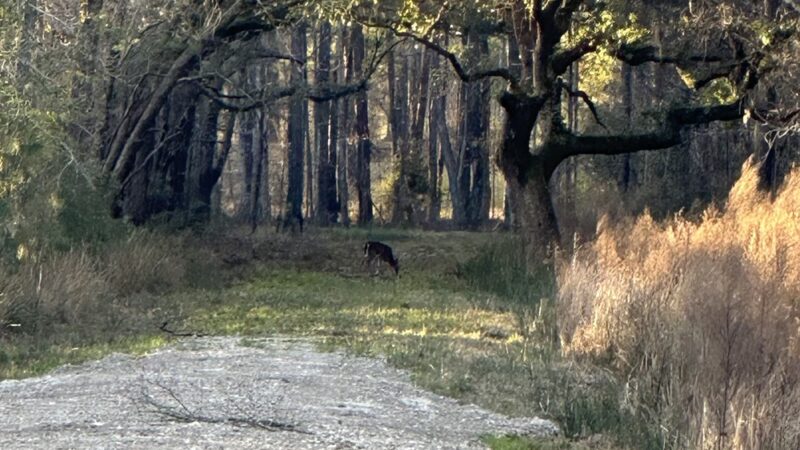 ACE Basin Greenway - Green Pond, SC