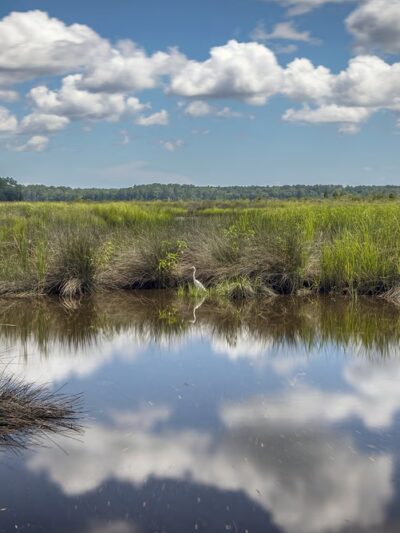 Donnelley Wildlife Management Area - Green Pond, SC