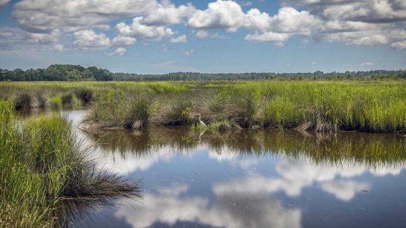 Donnelley Wildlife Management Area - Green Pond, SC