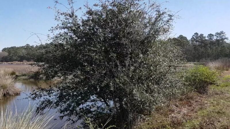 Donnelley Wildlife Management Area - Green Pond, SC