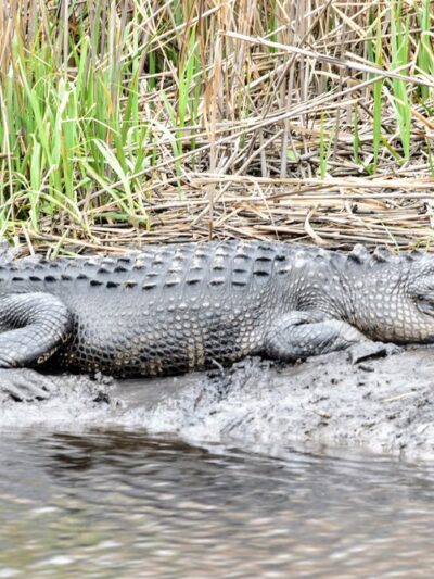 Donnelley Wildlife Management Area - Green Pond, SC