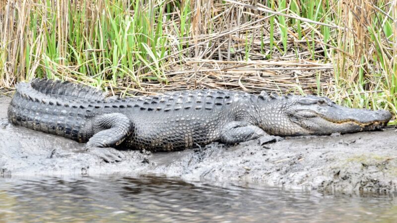 Donnelley Wildlife Management Area - Green Pond, SC