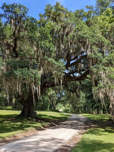 Donnelley Wildlife Management Area - Green Pond, SC