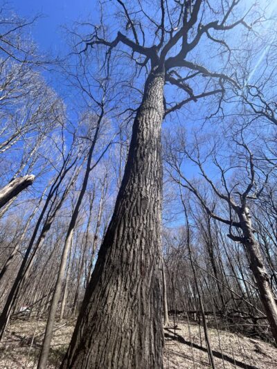 Sherwood Park - Greendale, WI