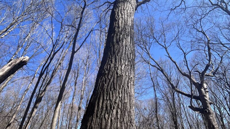 Sherwood Park - Greendale, WI