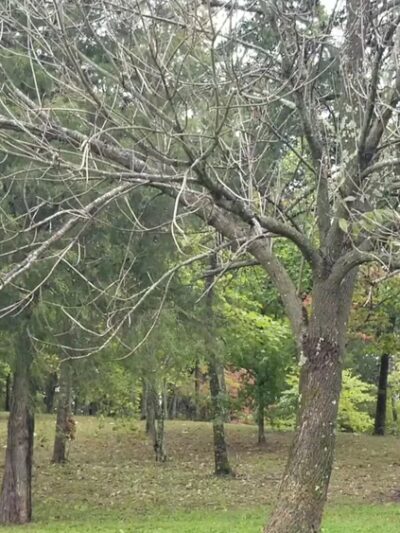 Dogwood Park - Greeneville, TN