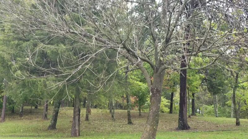 Dogwood Park - Greeneville, TN
