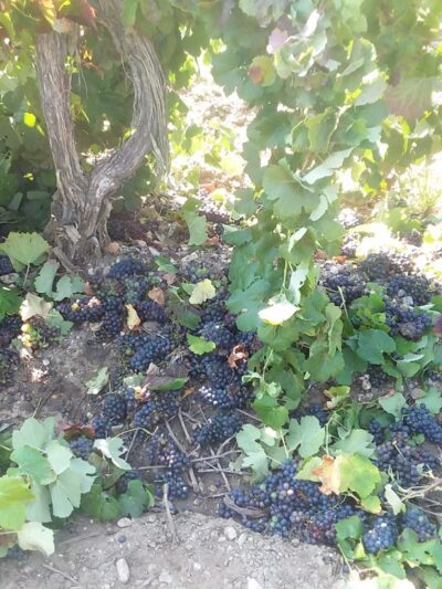 Hicks Park - Greenfield, CA