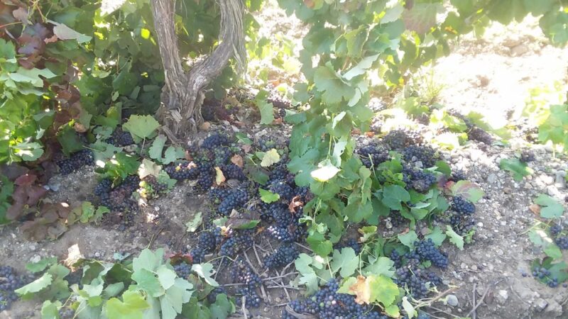 Hicks Park - Greenfield, CA