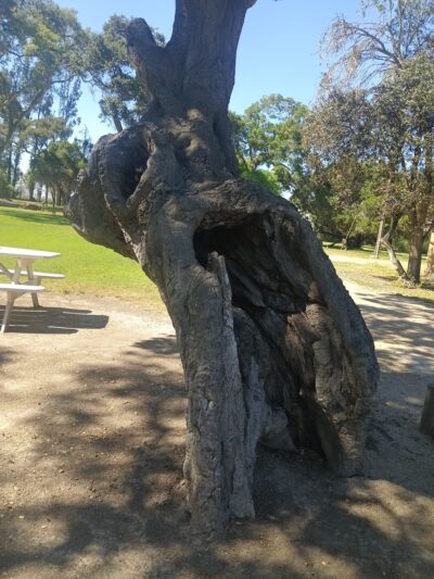 Oak Park - Greenfield, CA