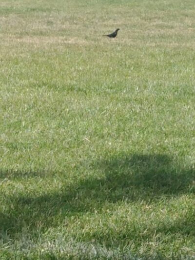 Patriot Park - Greenfield, CA